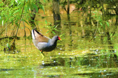 3.Sliepocka-zelenonoha