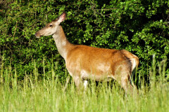 6.-Moment-prekvapenia